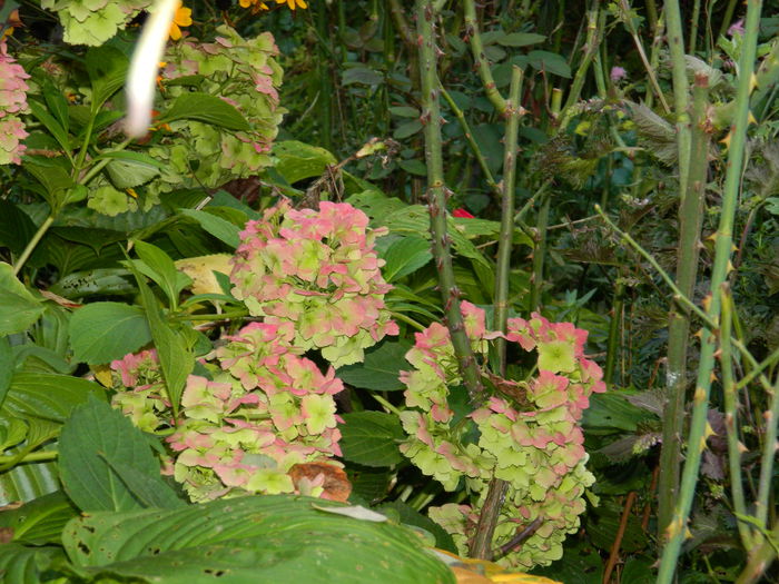 DSCN9299 - SEPTEMBRIE_2_2014