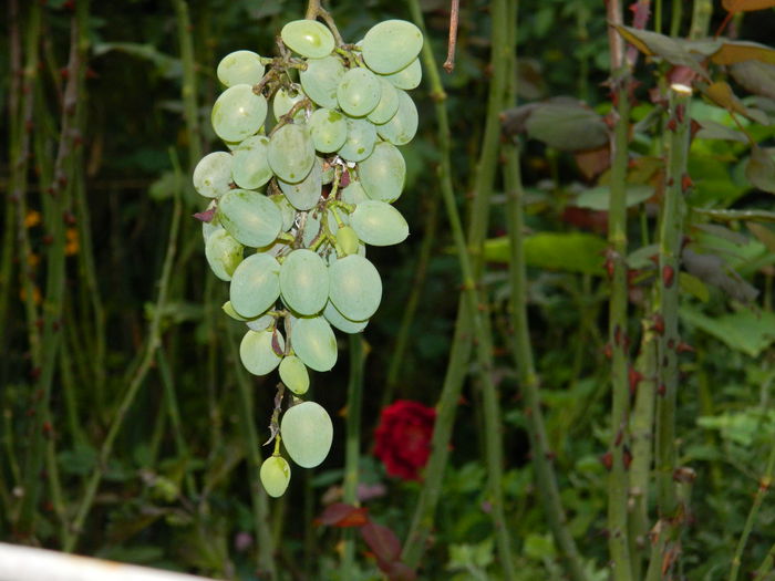 DSCN9300 - SEPTEMBRIE_2_2014