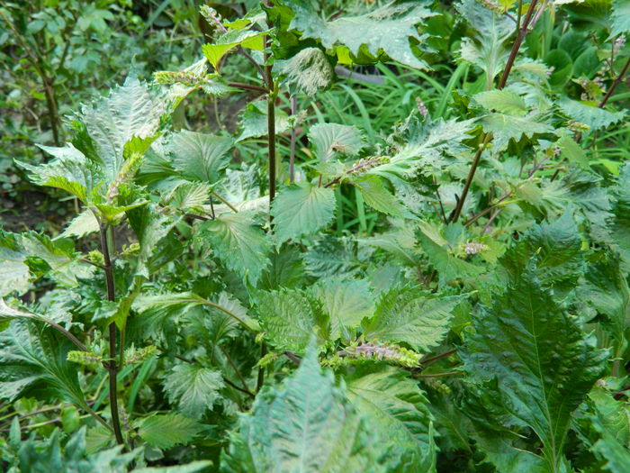 DSCN9303 - SEPTEMBRIE_2_2014