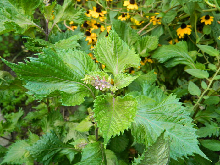 DSCN9304 - SEPTEMBRIE_2_2014