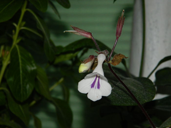 DSCN9311 - SEPTEMBRIE_2_2014