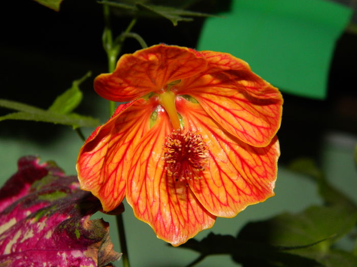 DSCN9314 - SEPTEMBRIE_2_2014