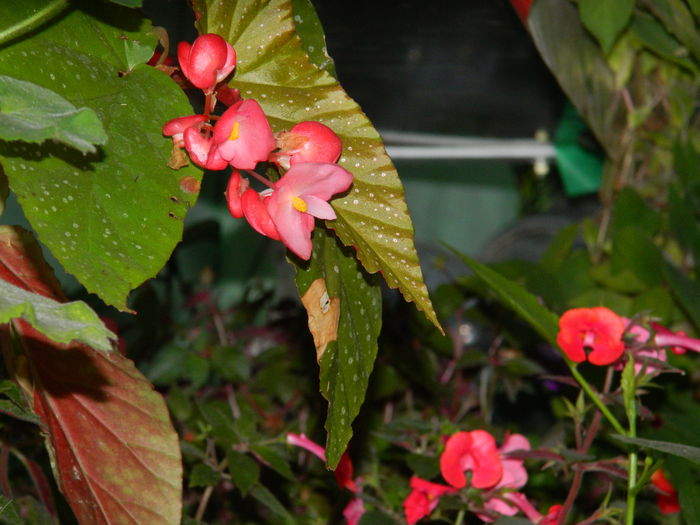 DSCN9319 - SEPTEMBRIE_2_2014
