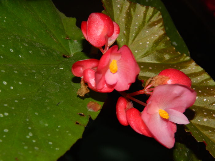 DSCN9320 - SEPTEMBRIE_2_2014
