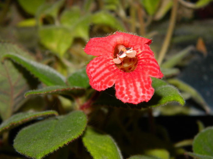 DSCN9321 - SEPTEMBRIE_2_2014