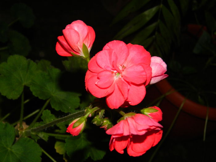 DSCN9327 - SEPTEMBRIE_2_2014