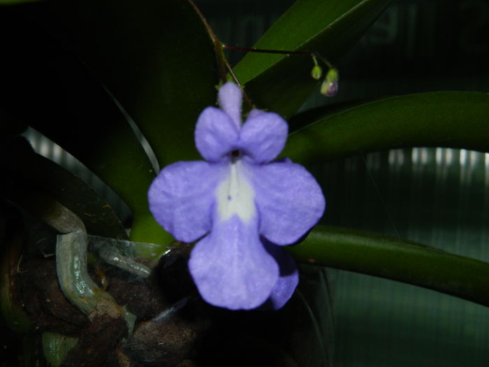 DSCN9332 - SEPTEMBRIE_2_2014