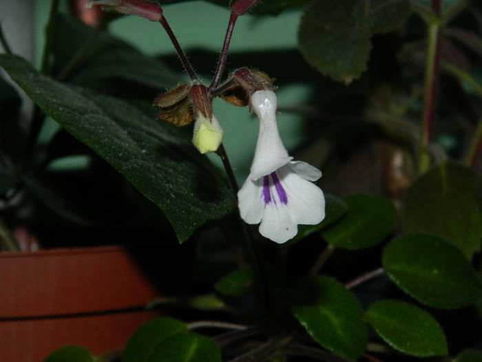DSCN9334 - SEPTEMBRIE_2_2014