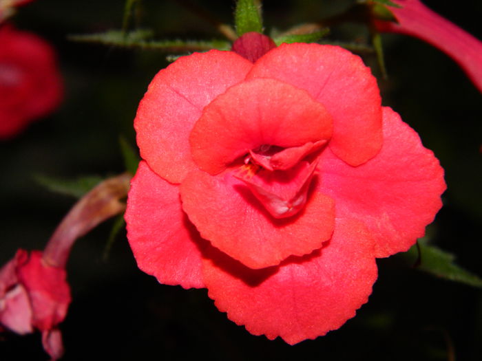DSCN9335 - SEPTEMBRIE_2_2014