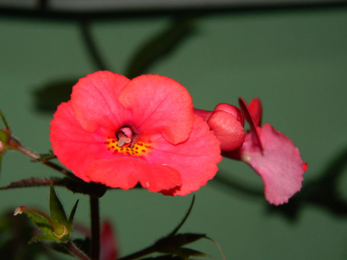 DSCN9336 - SEPTEMBRIE_2_2014