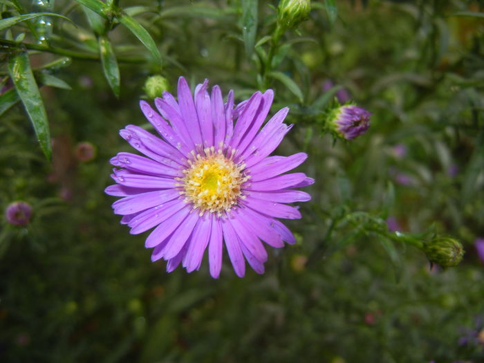 Blue Aster (2014, September 13) Blue Aster (2014, September 13)