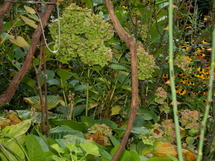 DSCN9338 - SEPTEMBRIE_2_2014