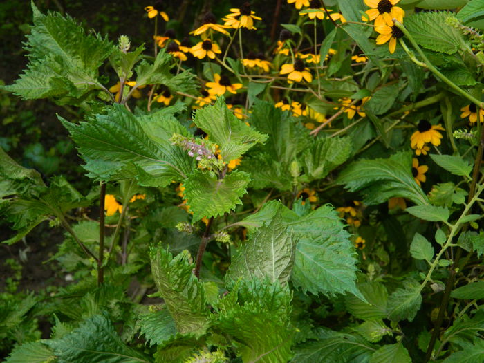 DSCN9342 - SEPTEMBRIE_2_2014