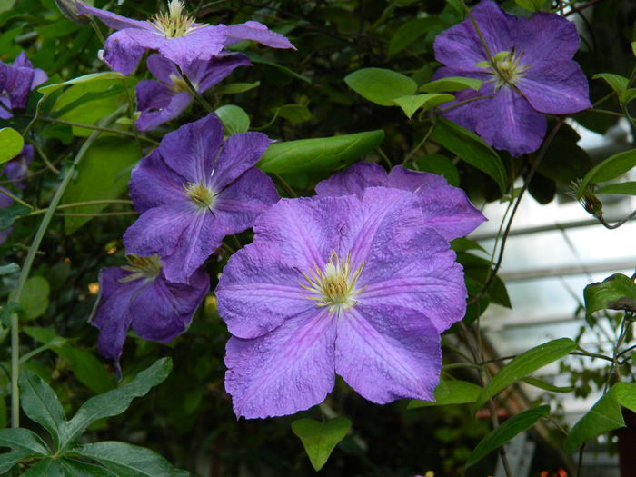 DSCN9345 - SEPTEMBRIE_2_2014