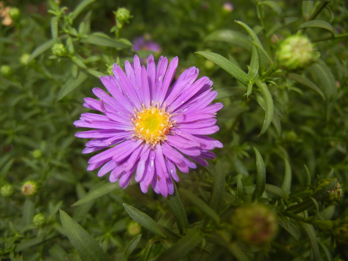 Blue Aster (2014, September 13)