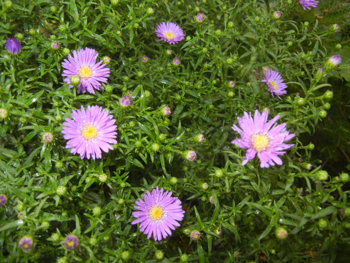 Blue Aster (2014, September 13) Blue Aster (2014, September 13)