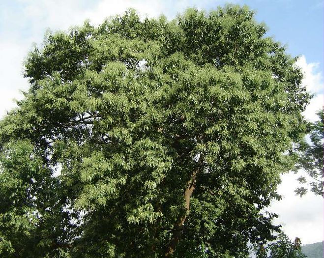 Gallesia integrifolia