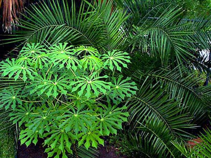 Manihot carthaginensis