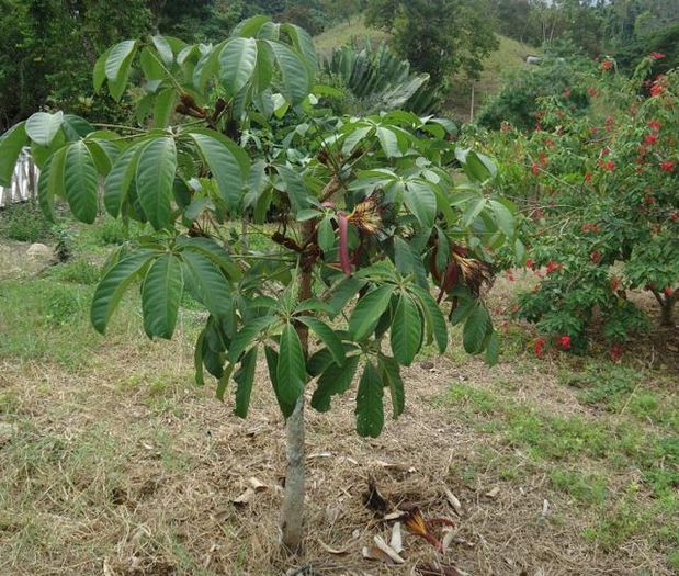 Pseudobombax milleii