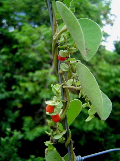 Cissampelos mucronata - ao-alte seminte rare