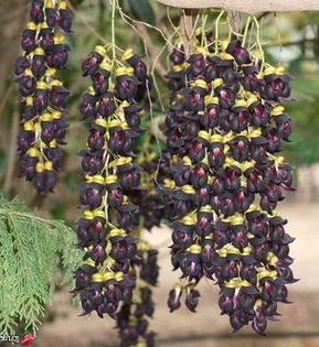 Mucuna sempervirens