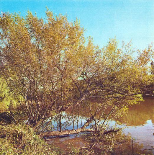 Terminalia_australis - ao-alte seminte rare