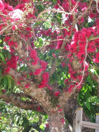 Syzygium malaccense - ao-alte seminte rare