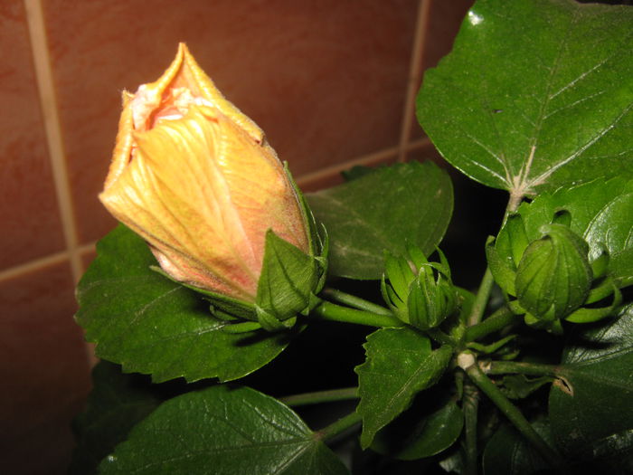 Picture My plants 1280 - Achizitii noi- 2014
