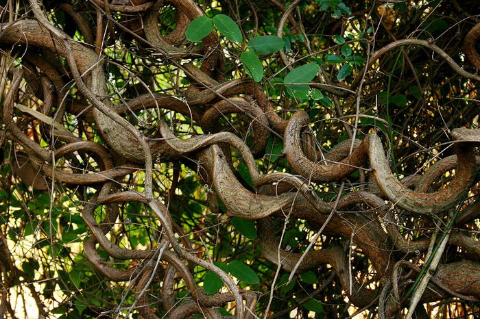 entada rhedii - ao-alte seminte rare