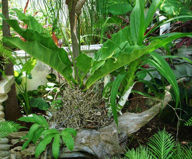 Anthurium schlecheten - ao-alte seminte rare