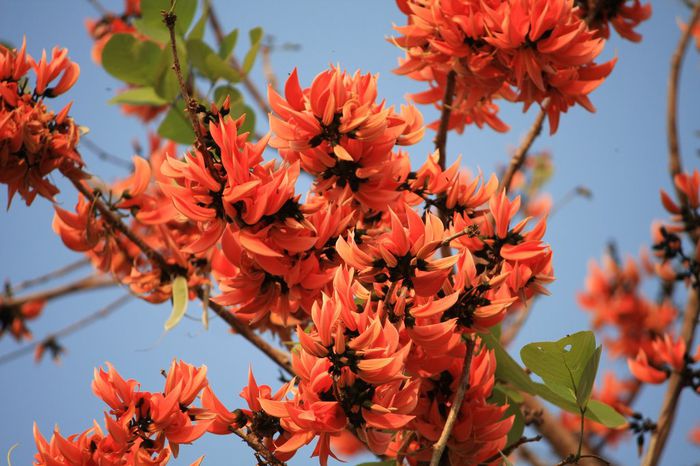 erythrina poeppigiana