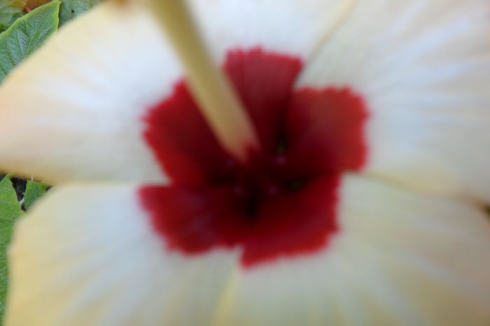 Picture 1074 - hibiscusi 2014-3