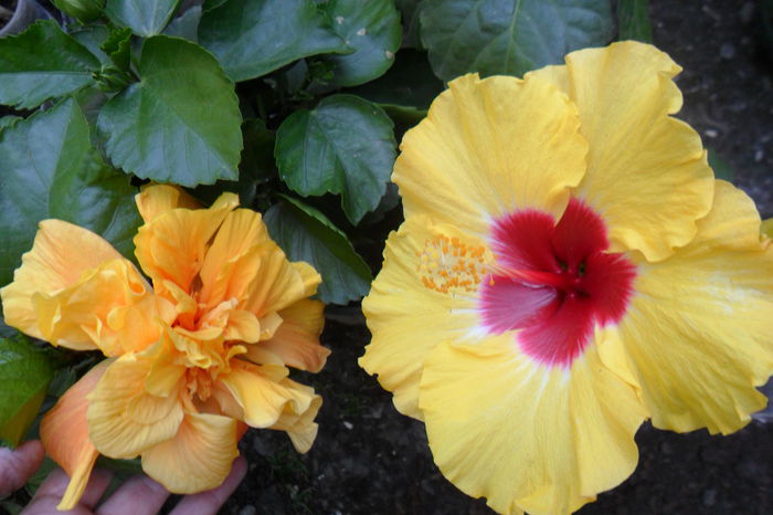 Picture 1086 - hibiscusi 2014-3