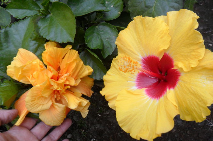 Picture 1087 - hibiscusi 2014-3