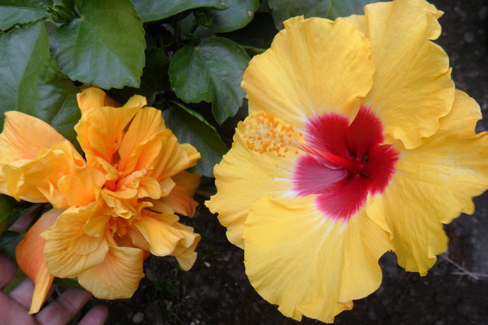 Picture 1088 - hibiscusi 2014-3