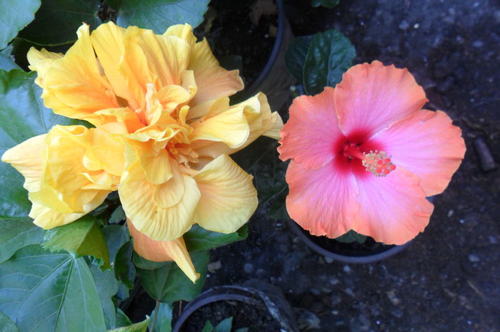 Picture 1091 - hibiscusi 2014-3