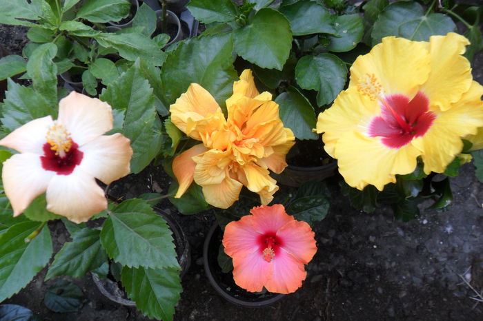 Picture 1092 - hibiscusi 2014-3
