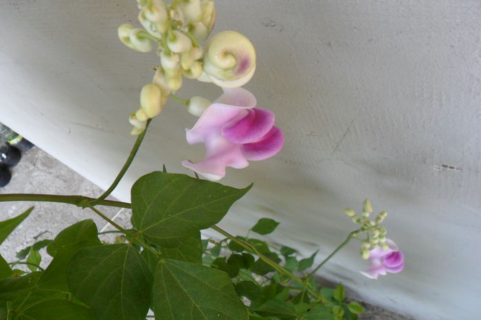 Picture 1060 - pasiflore -soiuri ----2012