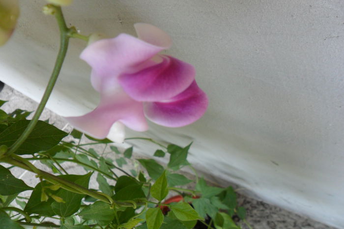 Picture 1061 - pasiflore -soiuri ----2012