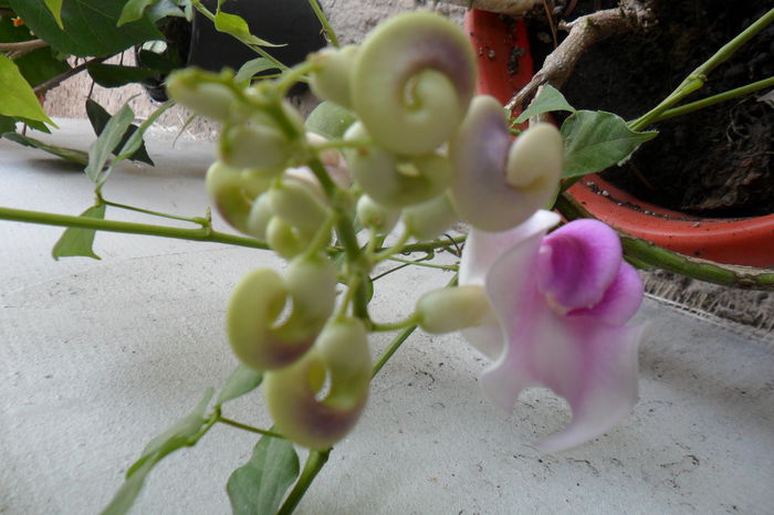 Picture 1063 - pasiflore -soiuri ----2012