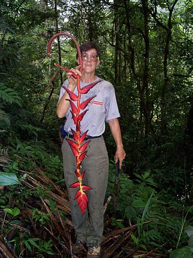 Heliconia-pogonantha - ao-alte seminte rare