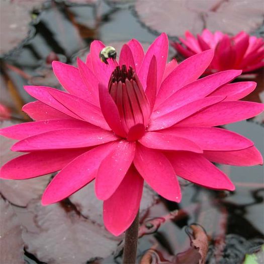 nymphaea Red-Flare - ao-alte seminte rare