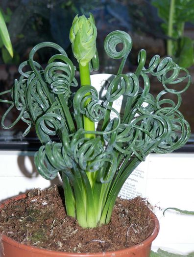 Albuca Spiralis - ao-alte seminte rare
