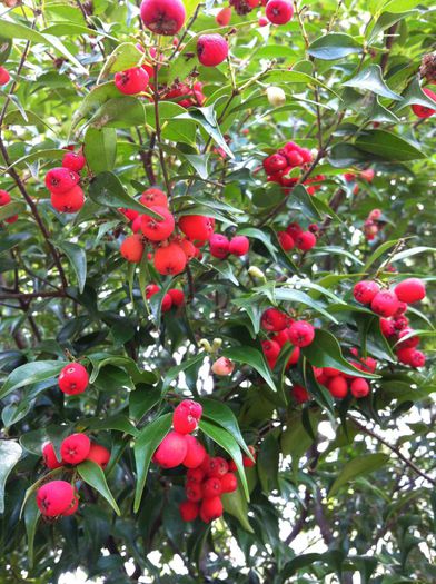 Lilly Pilly fructe comestibile - ao-alte seminte rare