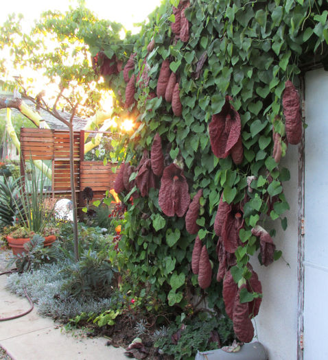 aristolochia gigantea - ao-alte seminte rare