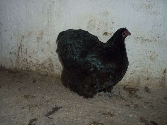 UNA DINTRE VIITOARELE CAMPIOANE