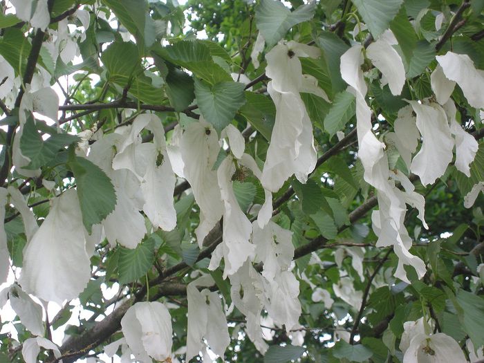 Davidia involucrata - ao-alte seminte rare
