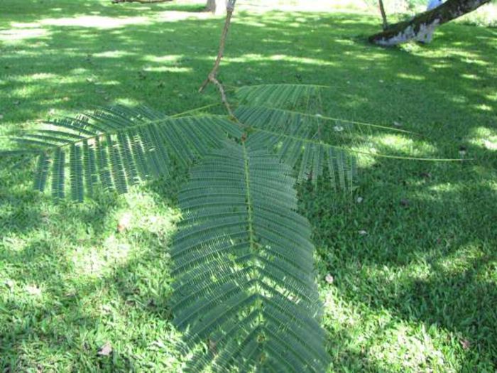 Anadenanthera-colubrina - ao-alte seminte rare