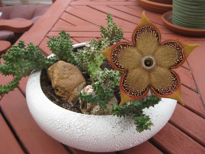 Edithcolea Grandis - ao-alte seminte rare