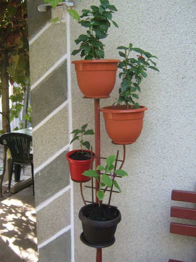Picture My plants 1288 - Achizitii noi- 2014
